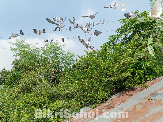 বৈচিত্র্যময়  কবুতর